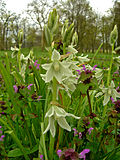 Miniatura per Ornithogalum nutans