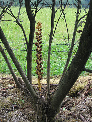 Orobanche rapum-genistae.jpg