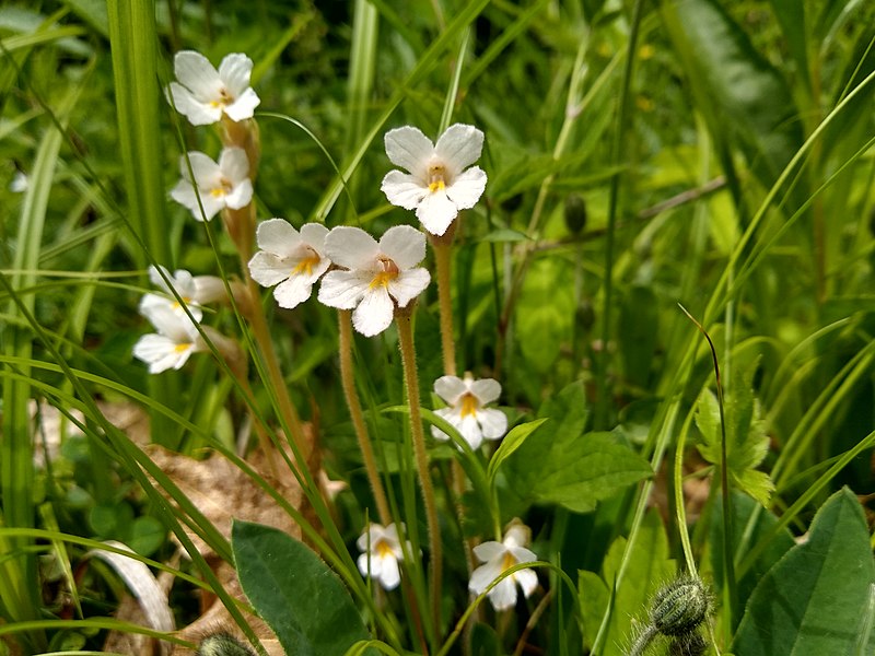 File:Orobanche uniflora May2021 Maine.jpg