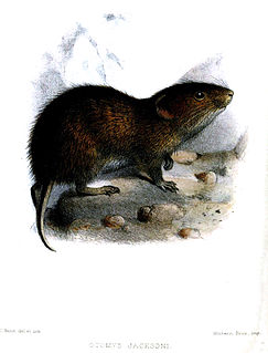 Mount Elgon vlei rat species of mammal