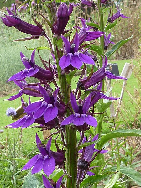 File:P1000557 Lobelia x gerardii (Campanulaceae) Flower.JPG