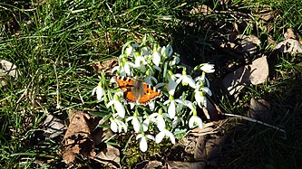 Schmetterling / Aglais urticae / Schneeglöckchen / Galanthus