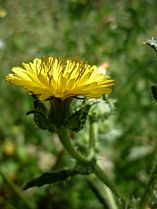 A Torà (Segarra - Catalunya)