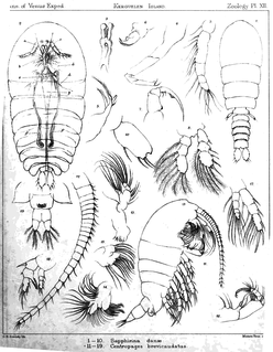 <i>Boeckella</i> Genus of crustaceans