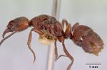 Miniatura para Pachycondyla castaneicolor