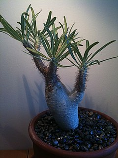 <i>Pachypodium gracilius</i> Species of plant