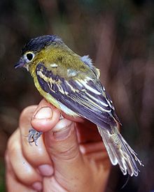 Pachyramphus xanthogenys - Ecuador.jpg