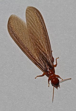 <i>Zootermopsis angusticollis</i> Species of termite