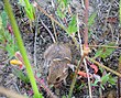 A living Perognathus pocket mouse Pacific pocket mouse cropped.jpg