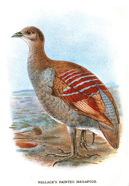 Delwedd:PaintedMegapode.jpg