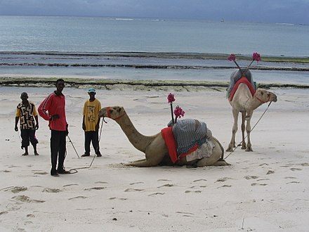 Camel riding