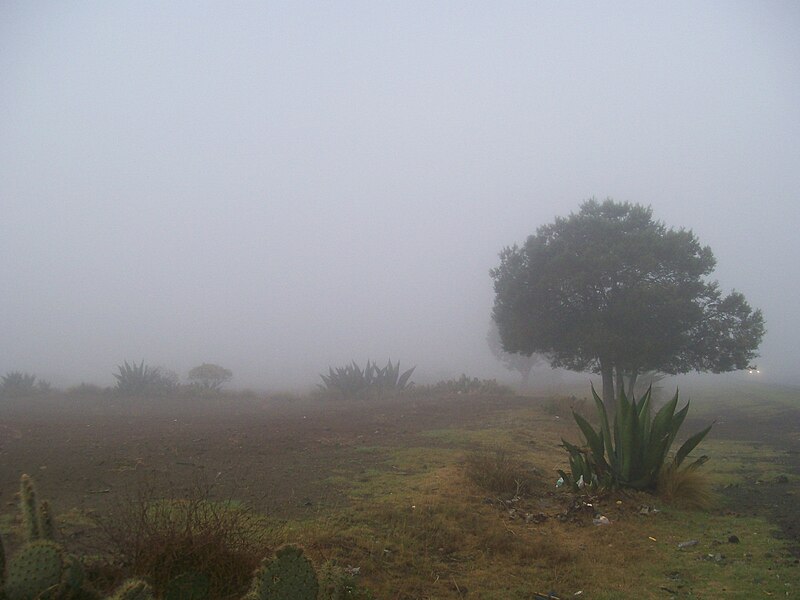 File:Paisaje arbolado con neblina 03.jpg