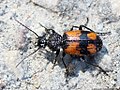 Panagaeus crux-major (Linnaeus, 1758)