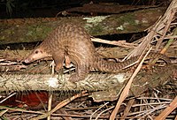 Pangolin javanais