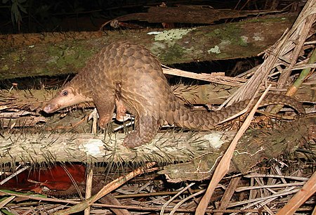 Pangolin borneo.jpg