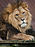 Panthera leo (male) Colchester Zoo.jpg