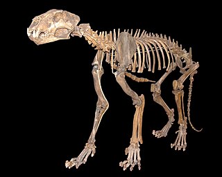 <i>Panthera spelaea</i> Extinct cave lion species