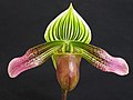 Thumbnail for Paphiopedilum urbanianum