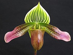 Paphiopedilum urbanianum.jpg