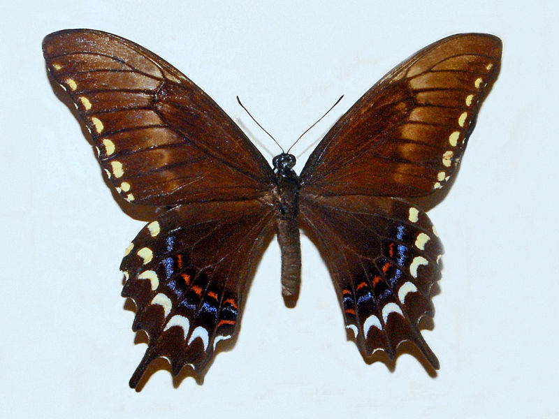 File:Papilionidae - Papilio astyalus.JPG