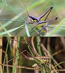 Parapholidoptera castaneoviridis (10.3897-zookeys.643.10645) Figure 2.jpg