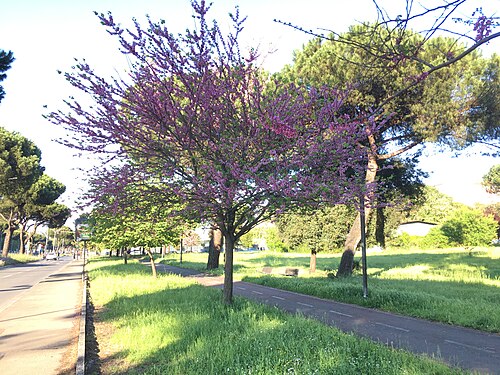 Park of the Solidarietà in Rome