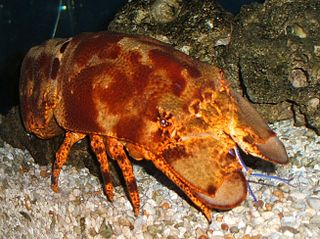 <i>Parribacus</i> Genus of crustaceans