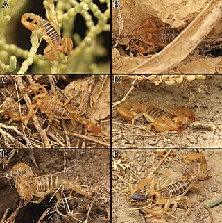 <i>Paruroctonus tulare</i> Species of scorpion