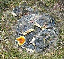 nest with seven chicks. These are covered with grey down, and have bright yellow gapes