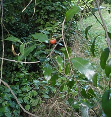 Passiflora tetrandra 11. JPG