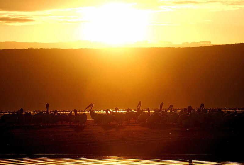 File:Pelicans Nakuru.jpg