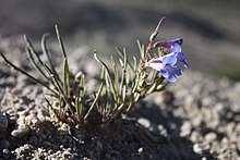 Penstemon penlandii.jpg