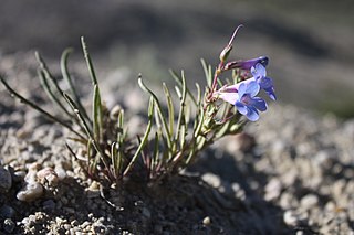 <i>Penstemon penlandii</i> Species of flowering plant