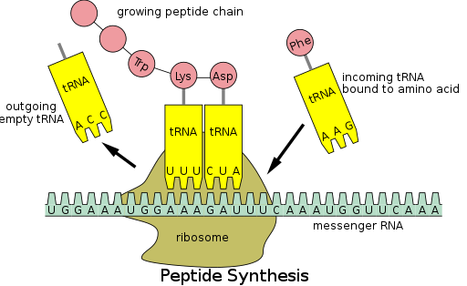 The tRNA anticodon interacts with the mRNA codon in order to bind an amino acid to growing polypeptide chain.
