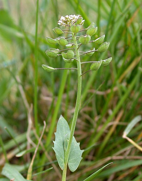 File:Perfoliate Penny-cress Thlaspi perfoliatum (6171992134).jpg