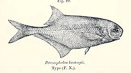 Petrocephalus keatingii