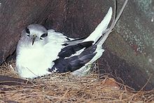 White-tailed tropicbird Phaethon lepturus.jpg