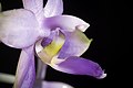 Phalaenopsis violacea bue colour