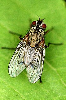 <i>Phaonia fuscata</i> Species of fly