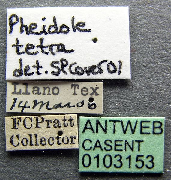 File:Pheidole tetra casent0103153 label 1.jpg