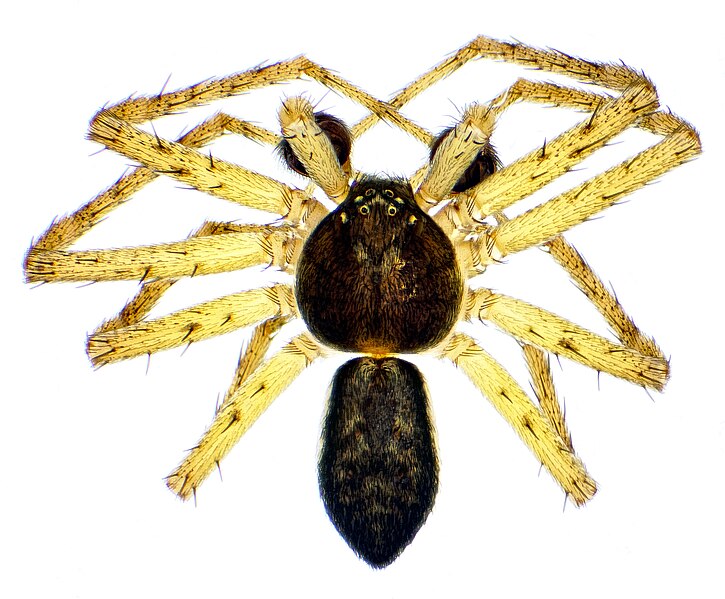 File:Philodromus dispar (49925870631).jpg