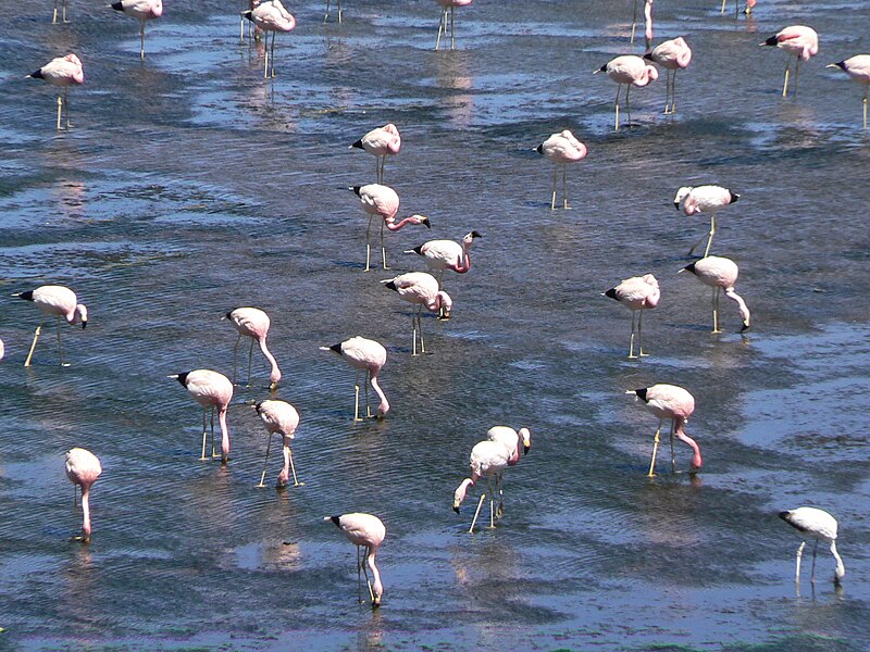 File:Phoenicopterus andinus-Laguna Colorada -Bolivia-8b.jpg