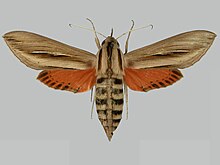Phryxus caicus BMNHE273282 weiblich up.jpg