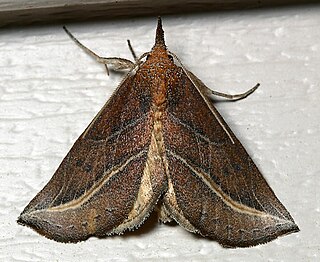 <i>Phyprosopus callitrichoides</i> Species of moth