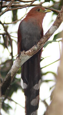 Piaya cayana (Squirrel Cuckoo) (15147802961)