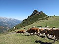 Picos de Europa, Kantabrien