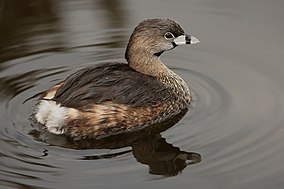 Pied-ditagih Grebe 0561.jpg