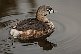 <span class="mw-page-title-main">Grebe</span> Order of birds