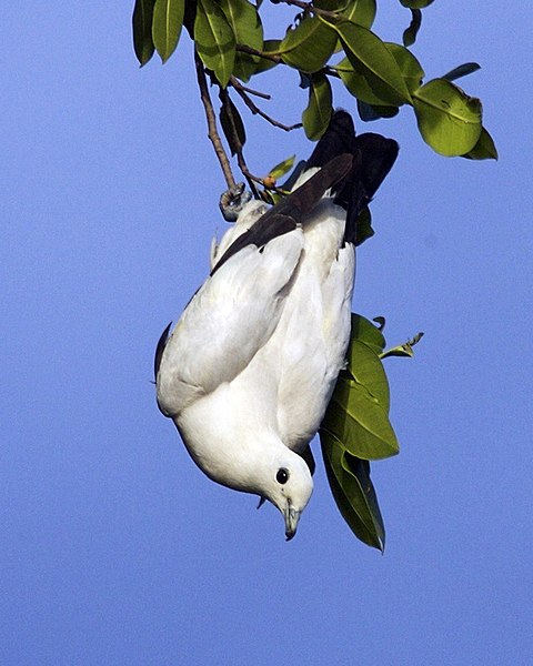 File:Pied Imperial Pigeon, Ducula bicolor bicolor.jpg