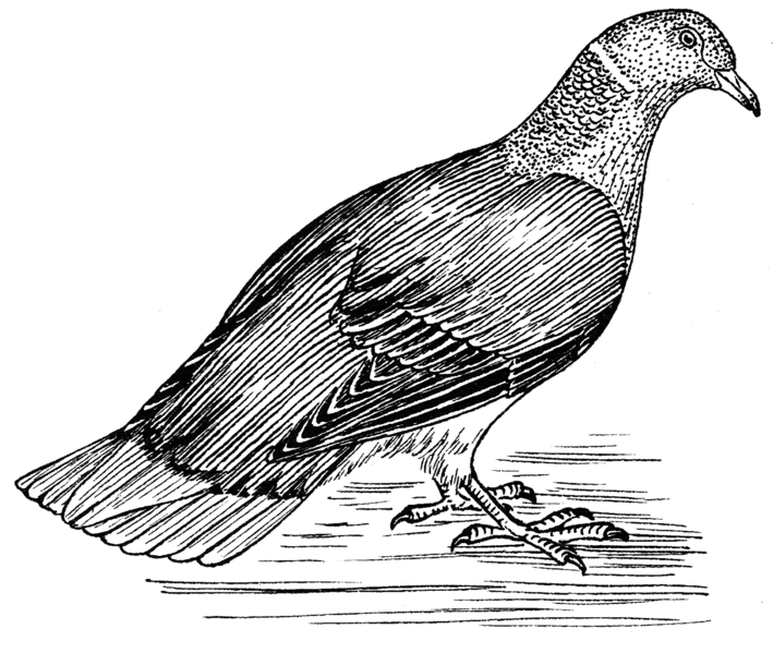 File:Pigeon (PSF).png
